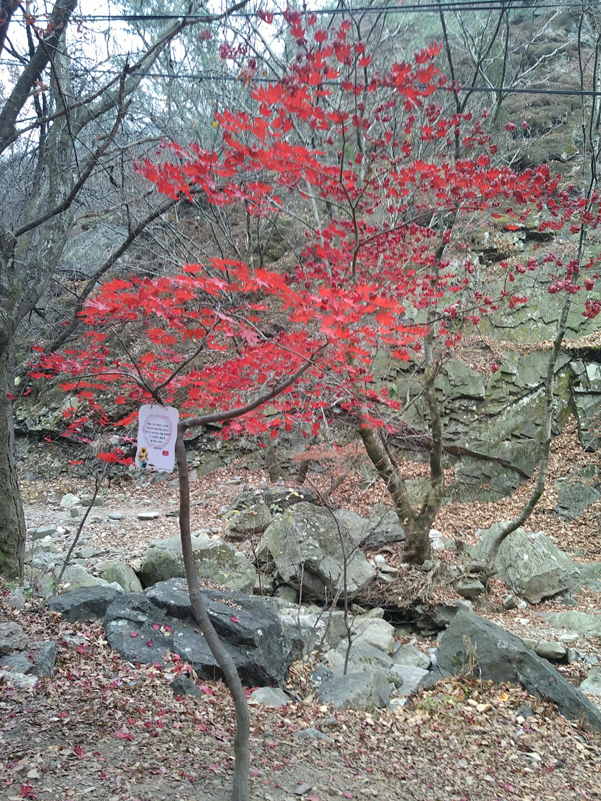 소요산 단풍축제 한대요 ^^ ( 저는 작년에 다녀왔어욤 ㅎ ) 관련 이미지 3