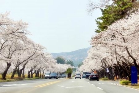 어디로 봄꽃구경 갈까요? 4월 봄꽃축제 일정, 기간 알아봐요 :) 관련 이미지 1