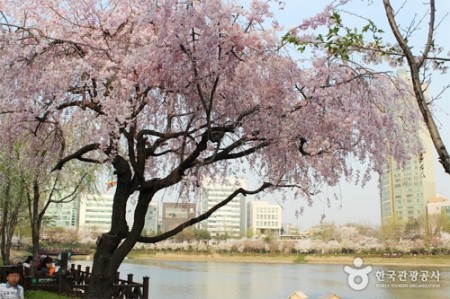 어디로 봄꽃구경 갈까요? 4월 봄꽃축제 일정, 기간 알아봐요 :) 관련 이미지 24