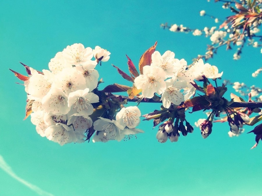 [봄꽃사진] 예쁜 봄꽃이미지 올려보아용 :) 관련 이미지 1