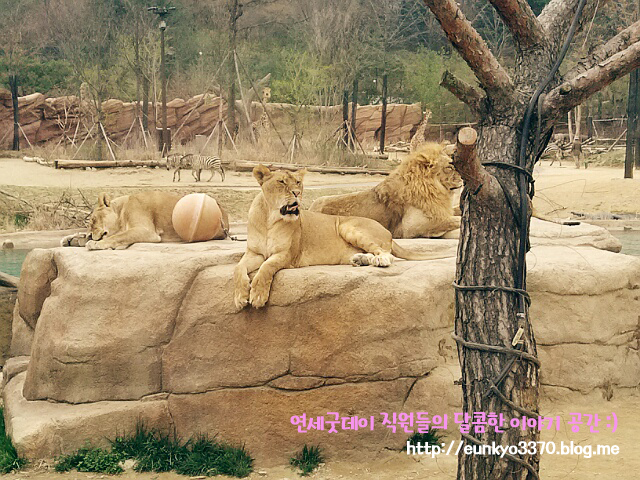 남은 8월을 즐기는 방법, 8월 축제 - 에버랜드 썸머스플래쉬 & 나이트 사파리 관련 이미지 1