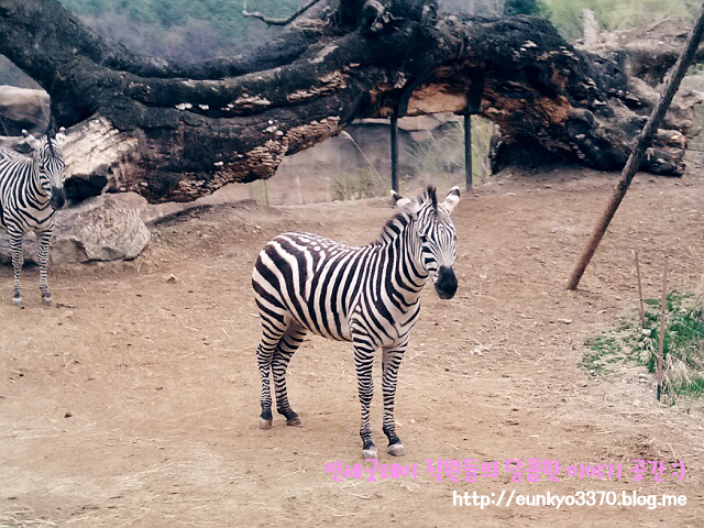 남은 8월을 즐기는 방법, 8월 축제 - 에버랜드 썸머스플래쉬 & 나이트 사파리 관련 이미지 4