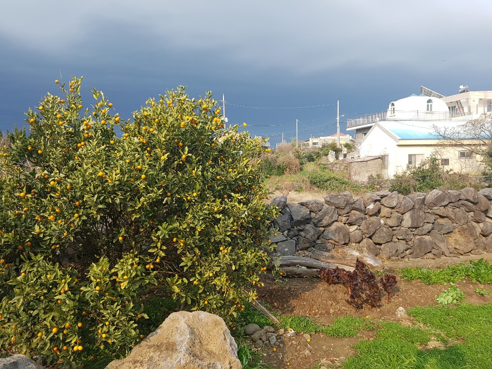 제주도 애월 게스트하우스 "웰빙" - 시간이 지나도 잊혀지지 않는 곳 관련 이미지 3
