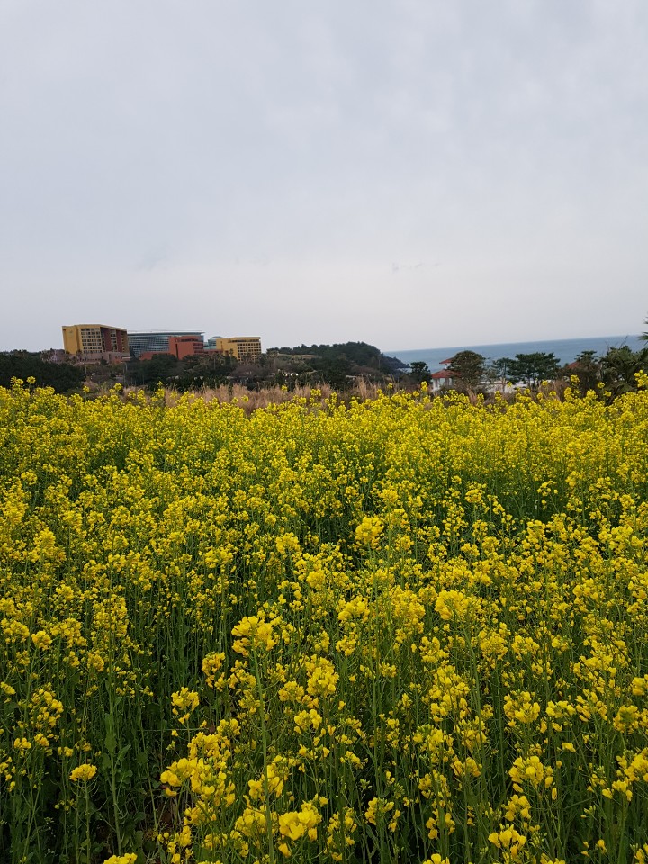 제주도 애월 게스트하우스 "웰빙" - 시간이 지나도 잊혀지지 않는 곳 관련 이미지 14