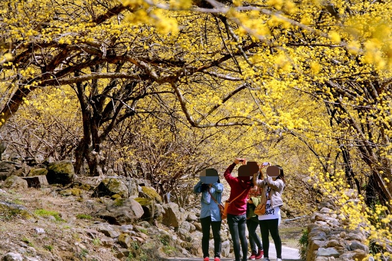 2016년 3월 봄꽃 축제 일정, 꽃보러 가요~~ ♬ 관련 이미지 7