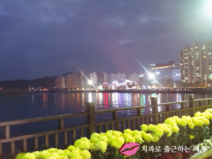 작년에 다녀온 마산가고파국화축제 + 마창대교카페 관련 이미지 7