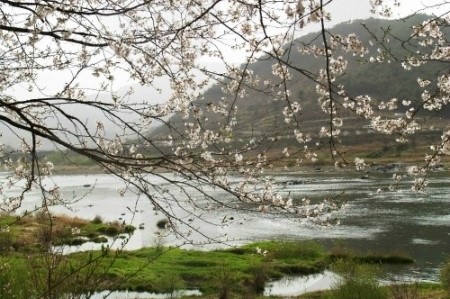 어디로 봄꽃구경 갈까요? 4월 봄꽃축제 일정, 기간 알아봐요 :) 관련 이미지 16