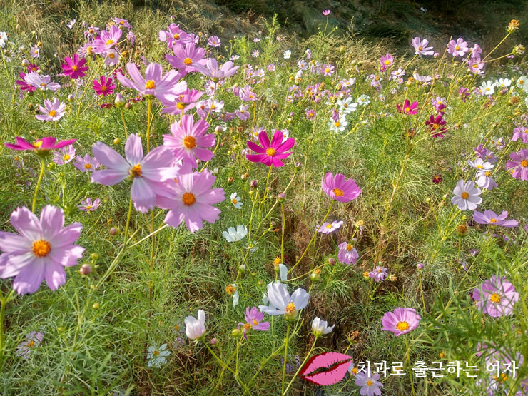 추석 연휴 마지막날은 여유롭게 산책하기로 마무리 :) 관련 이미지 3