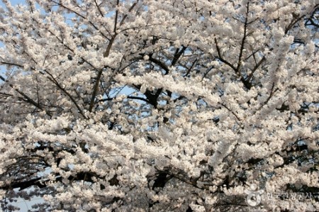 어디로 봄꽃구경 갈까요? 4월 봄꽃축제 일정, 기간 알아봐요 :) 관련 이미지 8