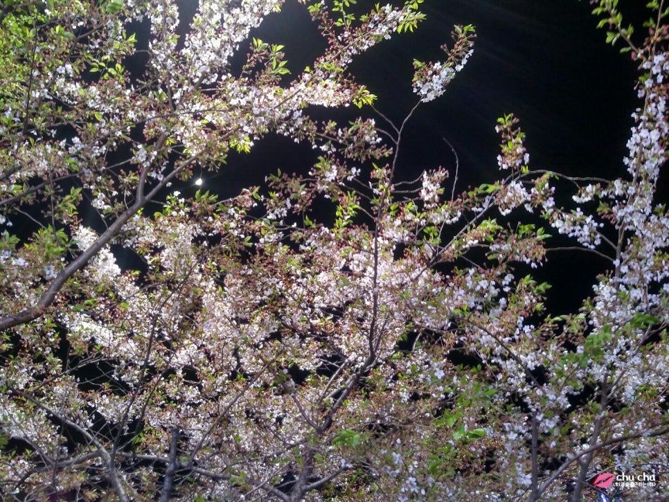 응암역 쌀국수 맛집, PHO358 ( 비빔쌀국수 + 소고기쌀국수 + 게커리덮밥 ) 관련 이미지 11