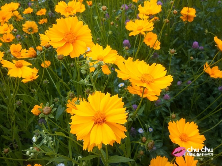 #나의 하루 #산책 #애슐리 #스타벅스돌체라떼 관련 이미지 2