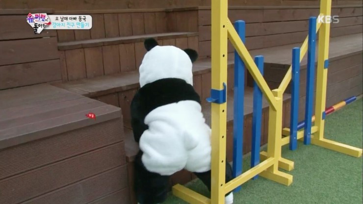 치명적 귀여움, 슈돌 대박이 판다 변신 (영상有), 귀욤주의 관련 이미지 1