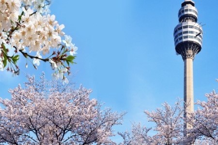 어디로 봄꽃구경 갈까요? 4월 봄꽃축제 일정, 기간 알아봐요 :) 관련 이미지 9