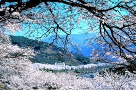 어디로 봄꽃구경 갈까요? 4월 봄꽃축제 일정, 기간 알아봐요 :) 관련 이미지 17