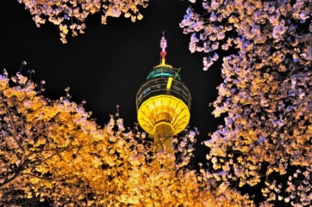 어디로 봄꽃구경 갈까요? 4월 봄꽃축제 일정, 기간 알아봐요 :) 관련 이미지 12