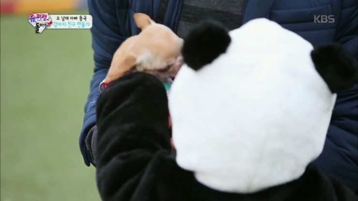 치명적 귀여움, 슈돌 대박이 판다 변신 (영상有), 귀욤주의 관련 이미지 10