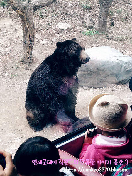 남은 8월을 즐기는 방법, 8월 축제 - 에버랜드 썸머스플래쉬 & 나이트 사파리 관련 이미지 2