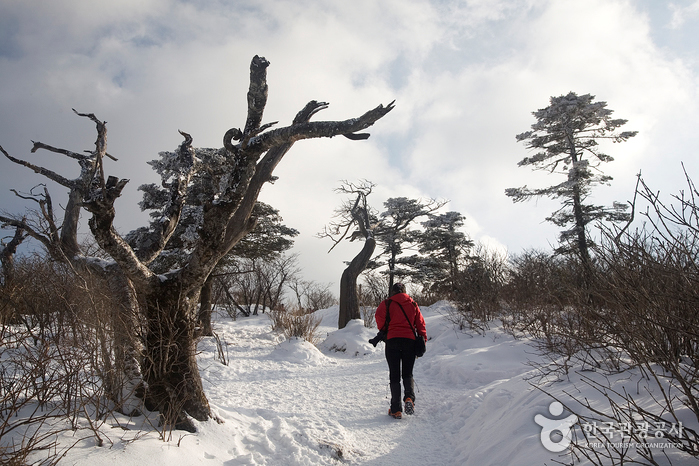 겨울축제추천, 태백산 눈축제 좋을 것 같아요^^ 관련 이미지 1