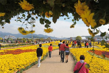 작년에 다녀온 마산가고파국화축제 + 마창대교카페 관련 이미지 2
