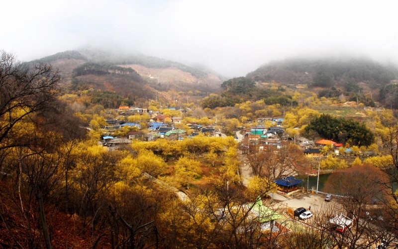2016년 3월 봄꽃 축제 일정, 꽃보러 가요~~ ♬ 관련 이미지 6