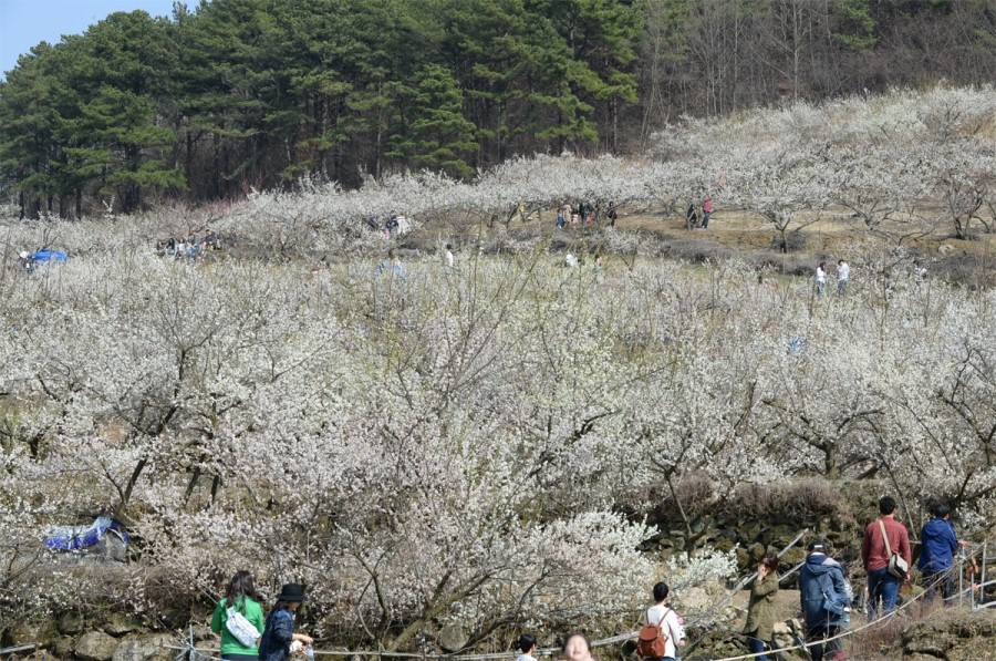 2016년 3월 봄꽃 축제 일정, 꽃보러 가요~~ ♬ 관련 이미지 5