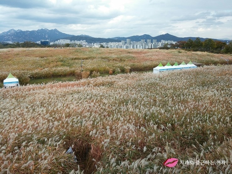 서울가을축제 - 상암동 하늘공원 서울억새축제, 엄마랑 데이트 했어욤 &hearts; 관련 이미지 10
