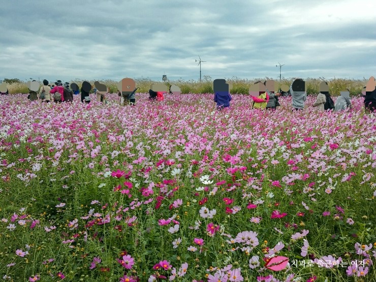 서울가을축제 - 상암동 하늘공원 서울억새축제, 엄마랑 데이트 했어욤 ♥ 관련 이미지 7