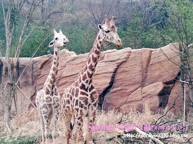 남은 8월을 즐기는 방법, 8월 축제 - 에버랜드 썸머스플래쉬 & 나이트 사파리 관련 이미지 5