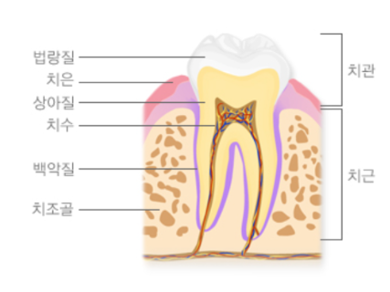 한티역 치아미백 가격부터 전후사진 비교까지 관련 이미지 4