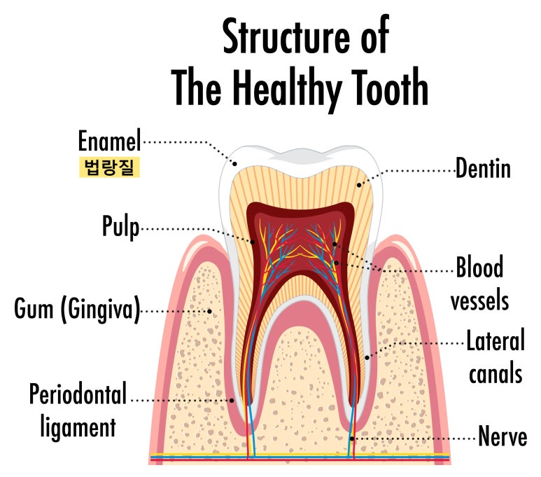 앞니모양 개선할 수 있는 2가지 치아성형방법 관련 이미지 4