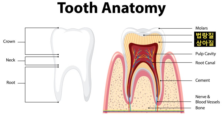 앞니성형? 라미네이트 없이 치아성형하는 방법 관련 이미지 8