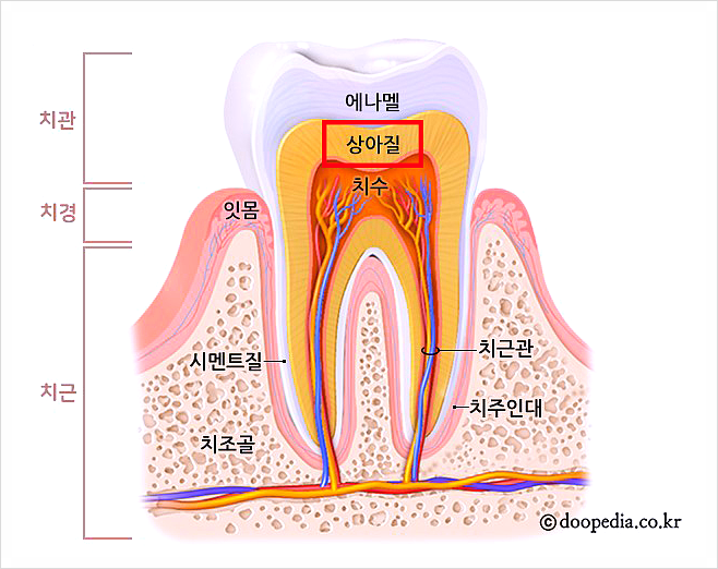 치아시큰, 찌릿한 통증.. 충치 때문만은 아니다? 관련 이미지 1