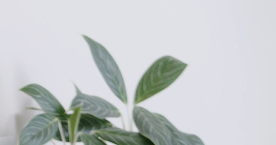 목에 가시 걸린느낌 이물감이 심해요 관련 이미지 9