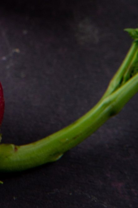 콜라비 효능 부작용 보관법 고르는법 알아보기 관련 이미지 15