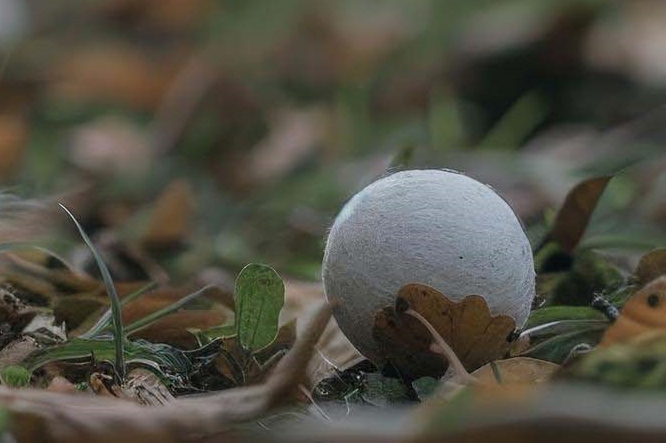 혓바늘 원인 빨리 없애는법 알아보자 관련 이미지 14