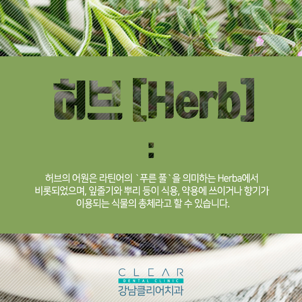 허브 효능과 치아건강 관련 이미지 2
