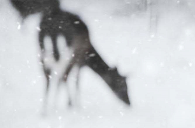 윗니 임플란트 지르코니아로 내 치아처럼 관련 이미지 19