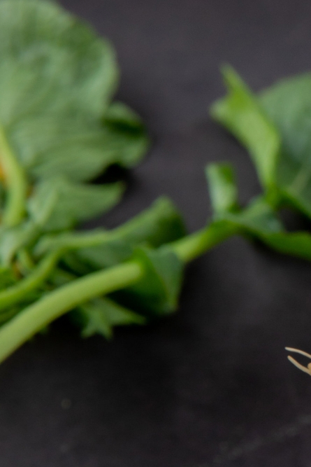 콜라비 효능 부작용 보관법 고르는법 알아보기 관련 이미지 10