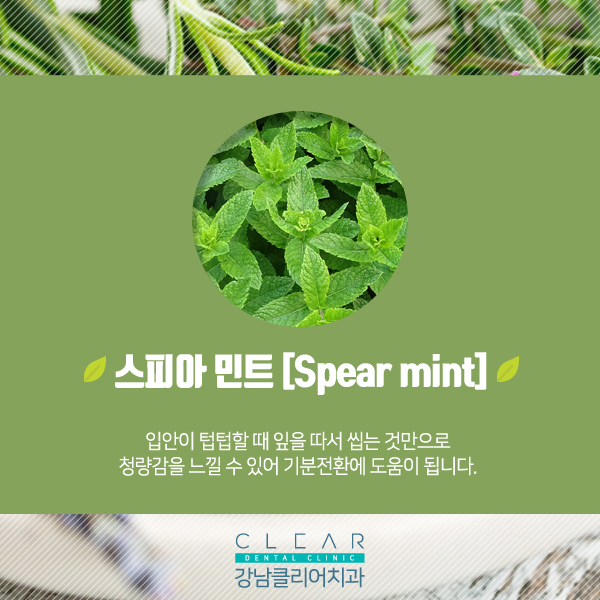 허브 효능과 치아건강 관련 이미지 6