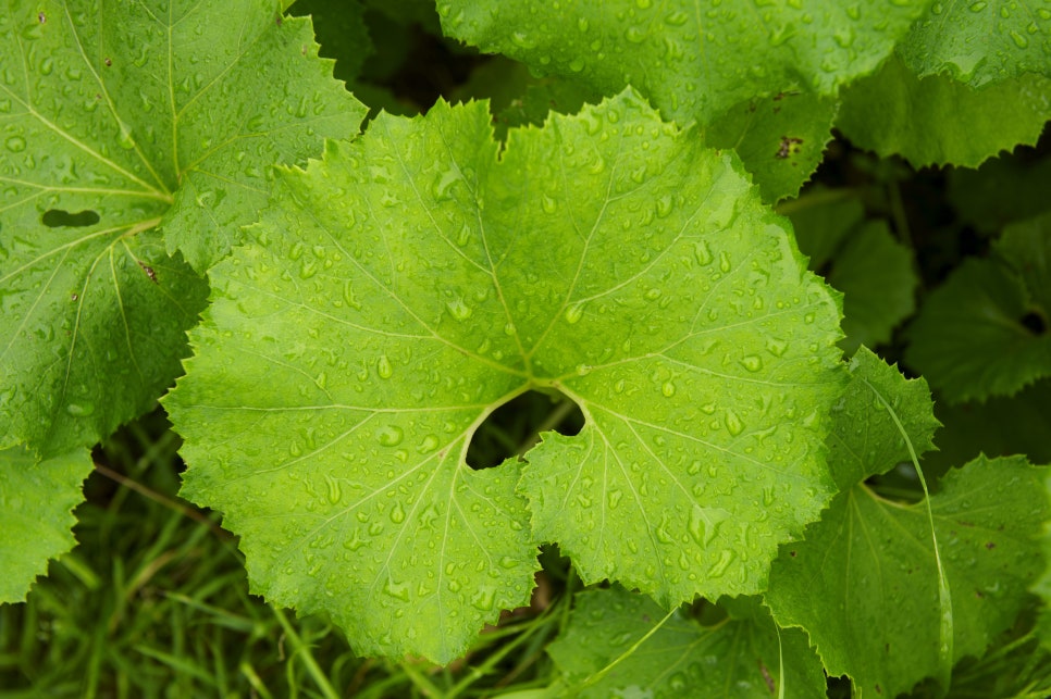 머위 효능 및 부작용 다양한 섭취 방법 관련 이미지 6