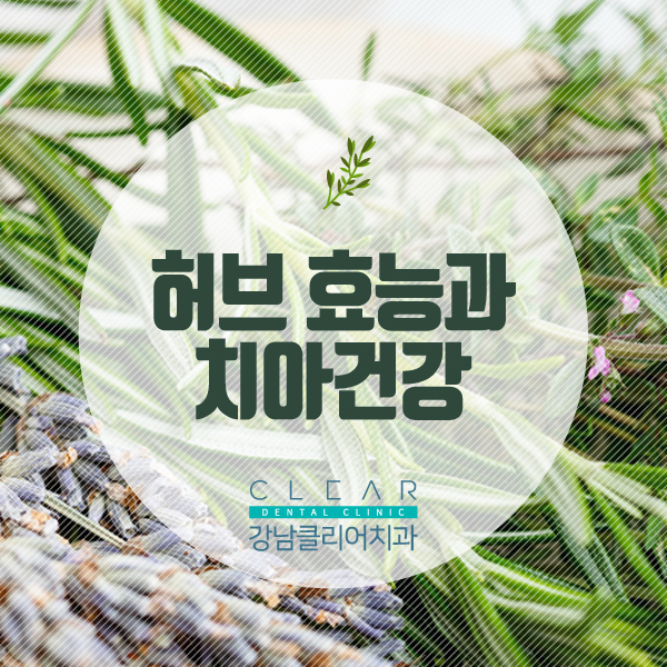 허브 효능과 치아건강 관련 이미지 1