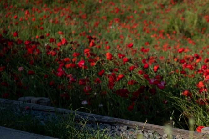 임플란트 재식립 필요한 경우 주의사항은 관련 이미지 19