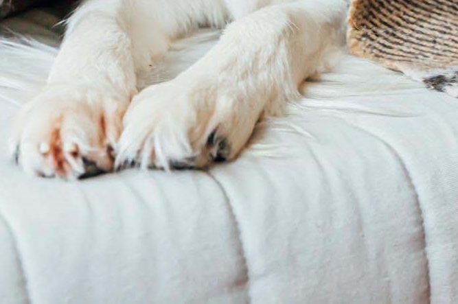 라미네이트 치아삭제 꼭 필요한 만큼만 해요 관련 이미지 22