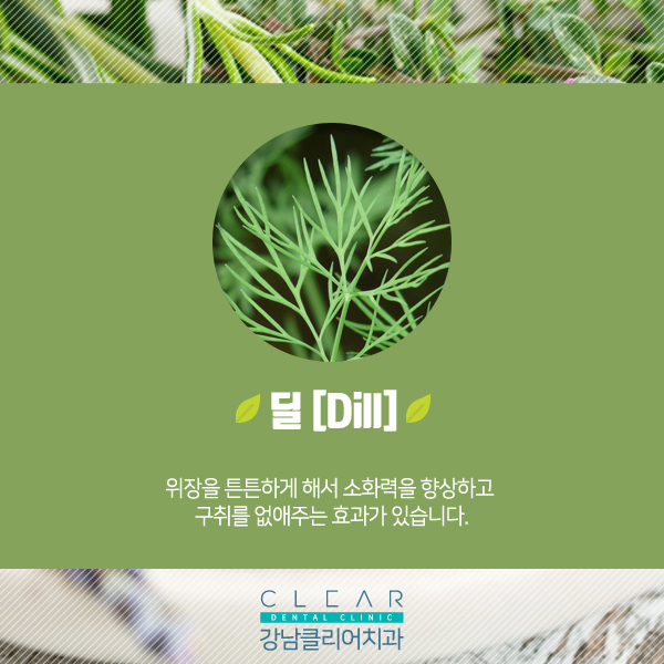 허브 효능과 치아건강 관련 이미지 5