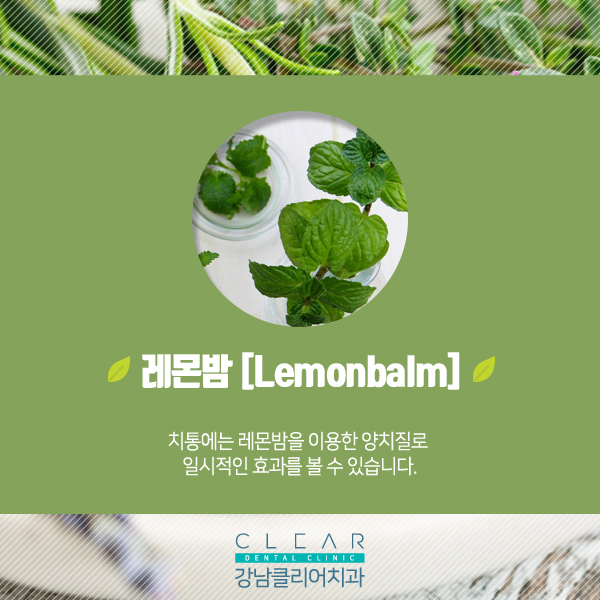 허브 효능과 치아건강 관련 이미지 4