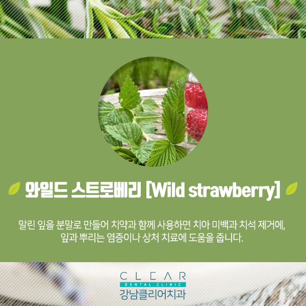 허브 효능과 치아건강 관련 이미지 7