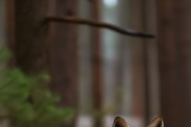 왼쪽 옆구리 콕콕 통증 원인 총정리 관련 이미지 7