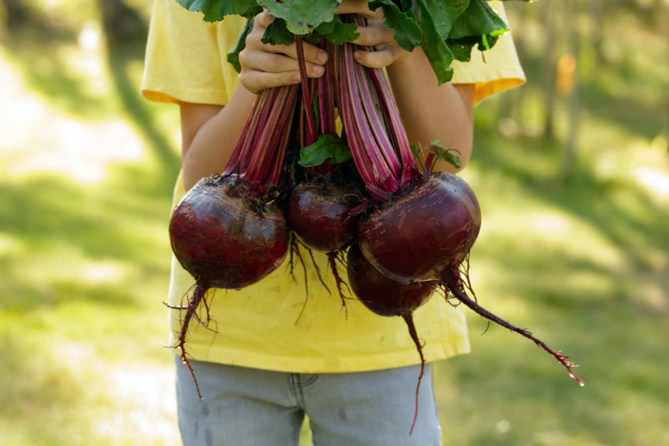 콜라비 효능 부작용 보관법 고르는법 알아보기 관련 이미지 2