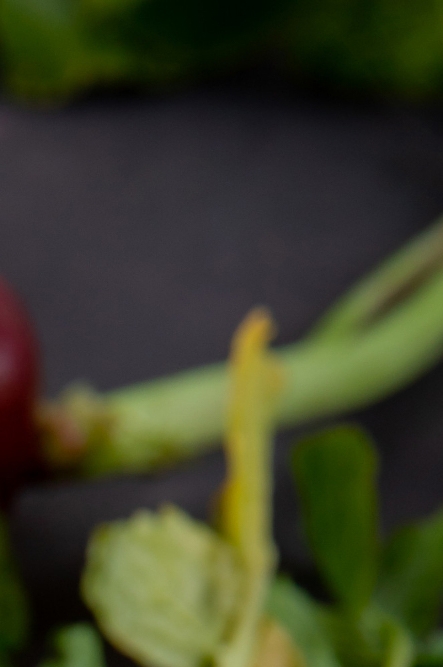 콜라비 효능 부작용 보관법 고르는법 알아보기 관련 이미지 9