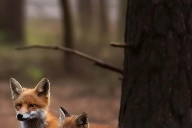 왼쪽 옆구리 콕콕 통증 원인 총정리 관련 이미지 11